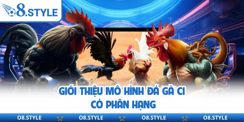 Giới thiệu mô hình đá gà C1 có phân hạng